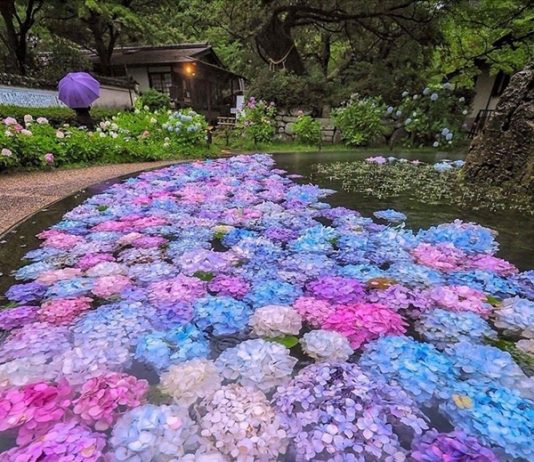 Hồ hoa cẩm tú cầu ở Osaka