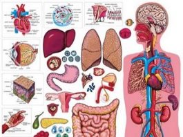 Những khám phá thú vị về con người